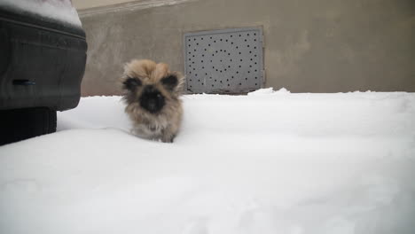 Pekingese-Hund-Springt-Auf-Einem-Verschneiten-Bürgersteig-In-Montpellier,-Frankreich.-Zeitlupe